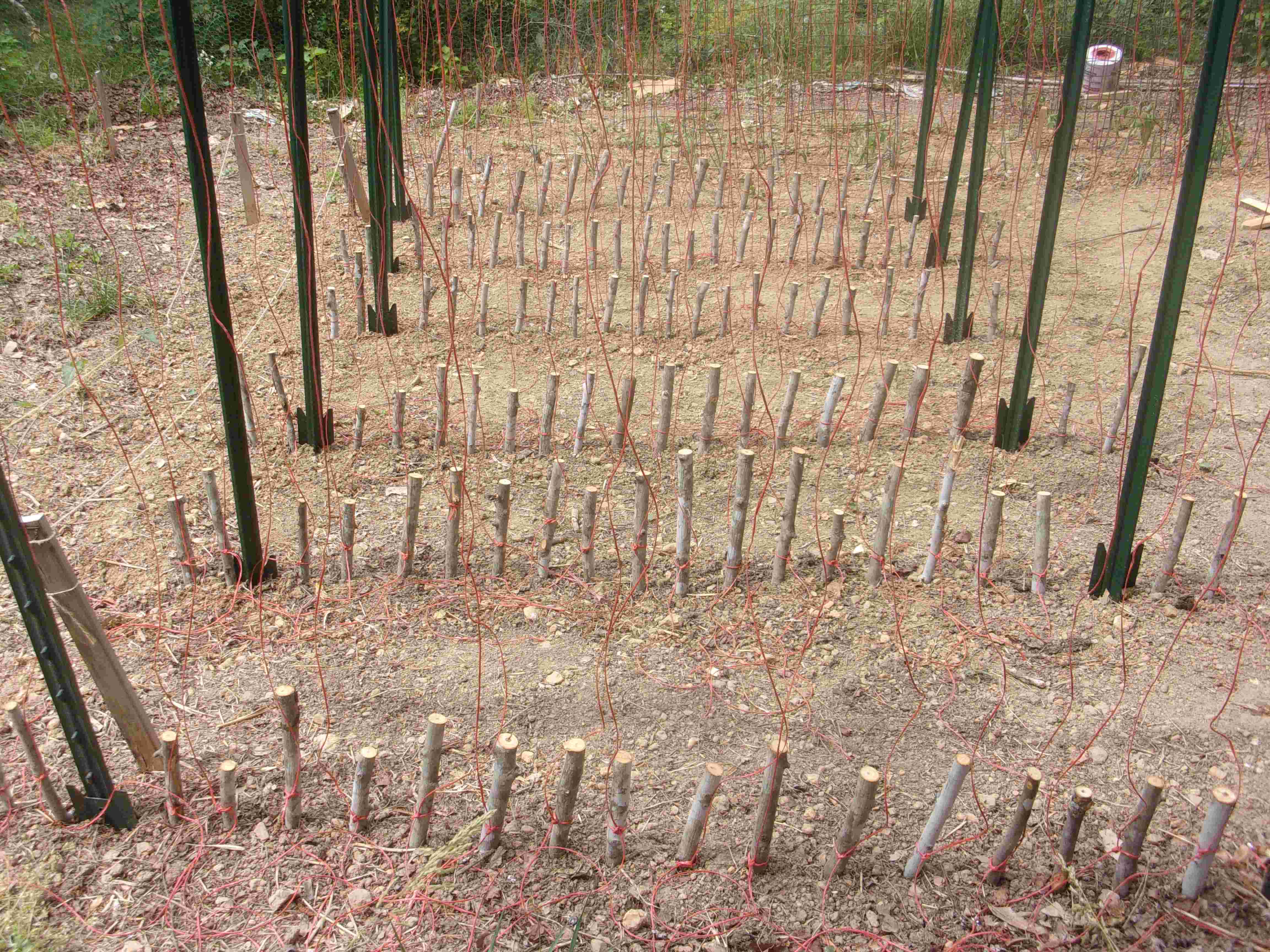 several rows of pole bean trellises