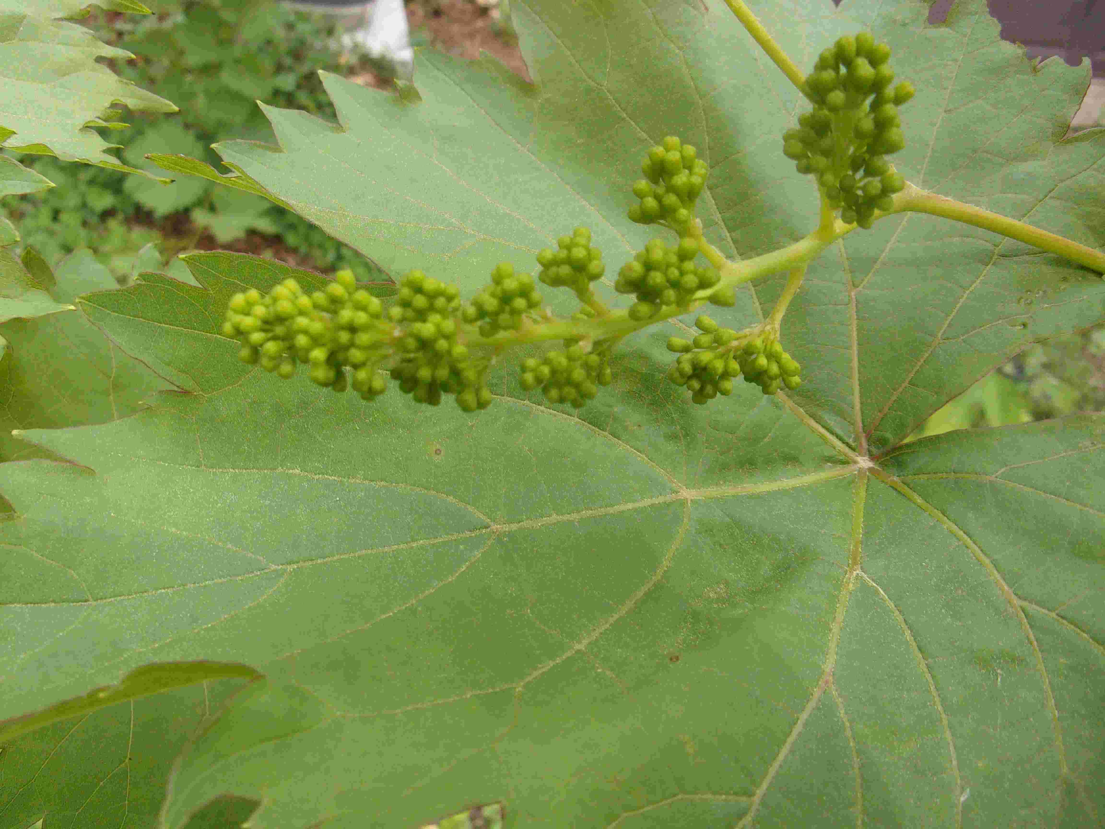 a cluster of grape flower buds with a large leaf in the background