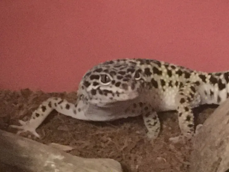 a leopard gecko, seen from the front