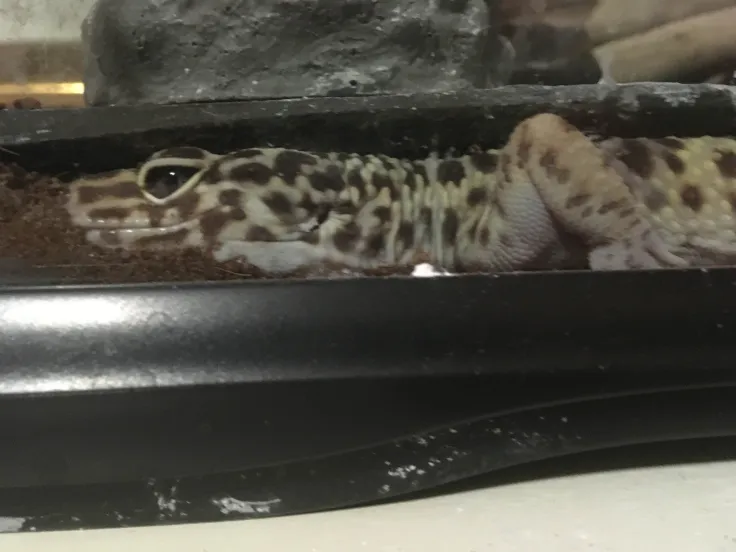 a leopard gecko, seen from the side, who has squished himself in between two rocks