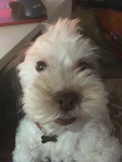 fluffy white dog looking at the camera, framed as a selfie